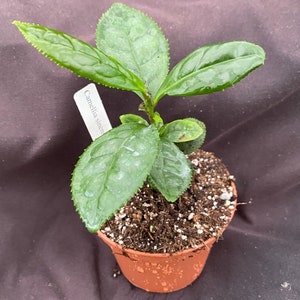 Camellia sinensis, Tea Plant,  Grow Your Own Tea!  Rooted Plant Shipped in 3&quot; Pot