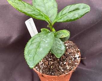 Puede incluir: Una pequeña planta verde con hojas dentadas en una maceta marrón. La planta está etiquetada como "Camellia sinensis".