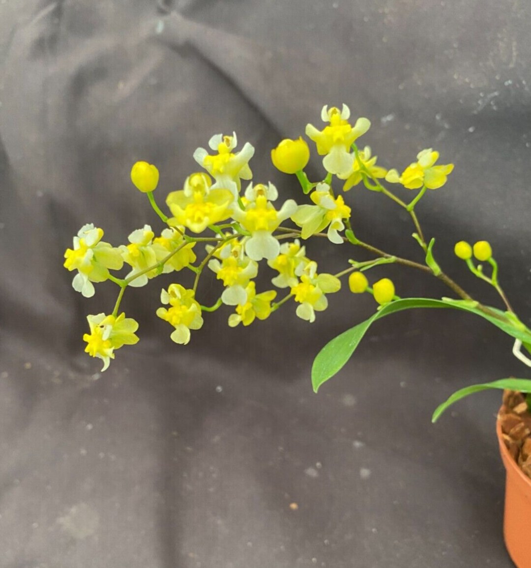 Oncidium Gold Dust, Miniature Orchid, Plant Shipped in 2.5 Pot, Read