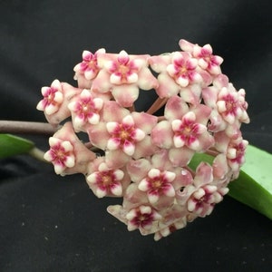Hoya Silver Dollar MB 1405-AG,  Hoya Hybrid,  Rooted Plant Shipped in 2.5&quot; Pot