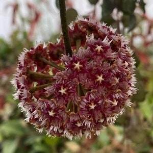 Hoya mindorensis 'Red'  Rare Hoya,  Rooted Plant Shipped in 2.5" Pot.