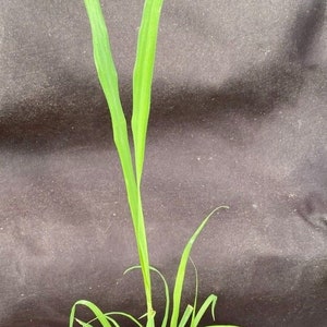 May include: A small potted plant with long, green leaves. The plant is in a brown pot with soil and a white label that says "Vetiver".