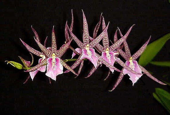 Bratonia Charles M. Fitch 'izumi' AM/AOS, Orchid Plant - Etsy