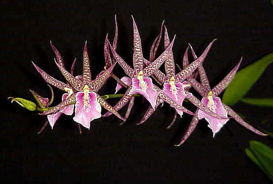 Bratonia Charles M. Fitch 'izumi' AM/AOS, Orchid Plant - Etsy