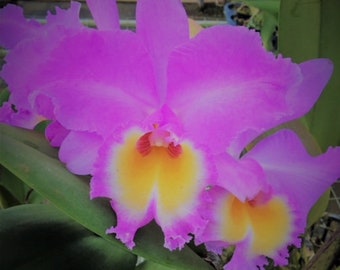 Rlc. Marcella Koss 'Pink Marvel' AM/AOS,  Cattleya type Orchid Plant Shipped in 2.5" Pot