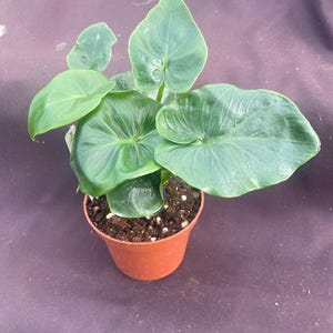 Philodendron Atom. New Compact Growing Low Light House Plant. Rooted Plant Shipped in 3" Pot. afbeelding 2