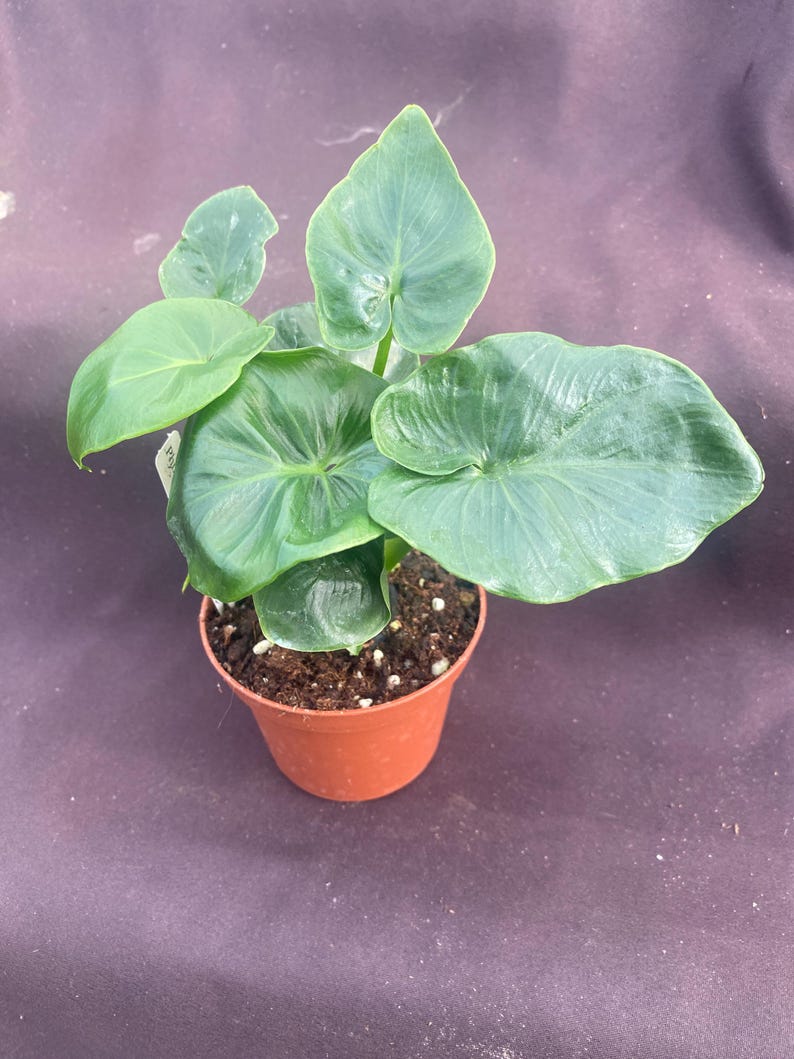 Philodendron Atom. New Compact Growing Low Light House Plant. Rooted Plant Shipped in 3" Pot. afbeelding 2