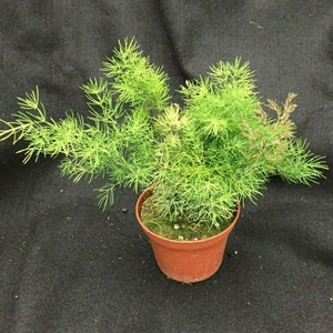 Asparagus myriocladus,  The Ming Fern, Rooted Plant Shipped in 3&quot; Pot