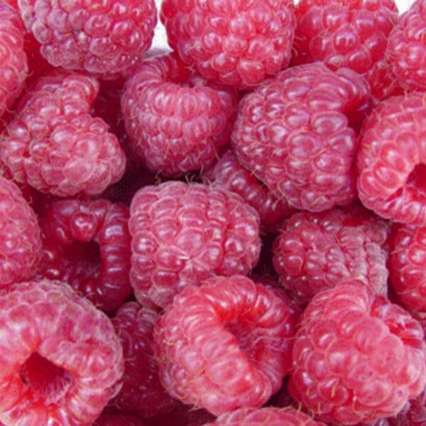 Nantahala Red Raspberry,  Grow your own Raspberries!  Well rooted plant Shipped in 3" Pot