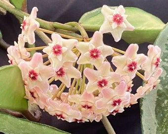 Hoya Fitchii Rare Hoya Two Rooted Plants Shipped in 2 - Etsy
