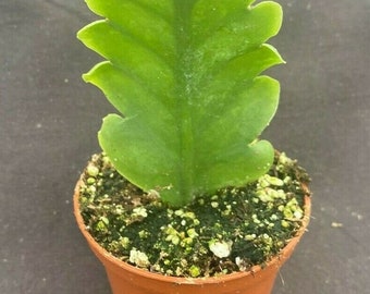 Rhipsalis crispimarginata aka. Rhipsalis oblonga,  Rooted Plant Shipped in 2.5" Pot