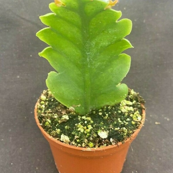 Rhipsalis crispimarginata aka. Rhipsalis oblonga,  Rooted Plant Shipped in 2.5" Pot