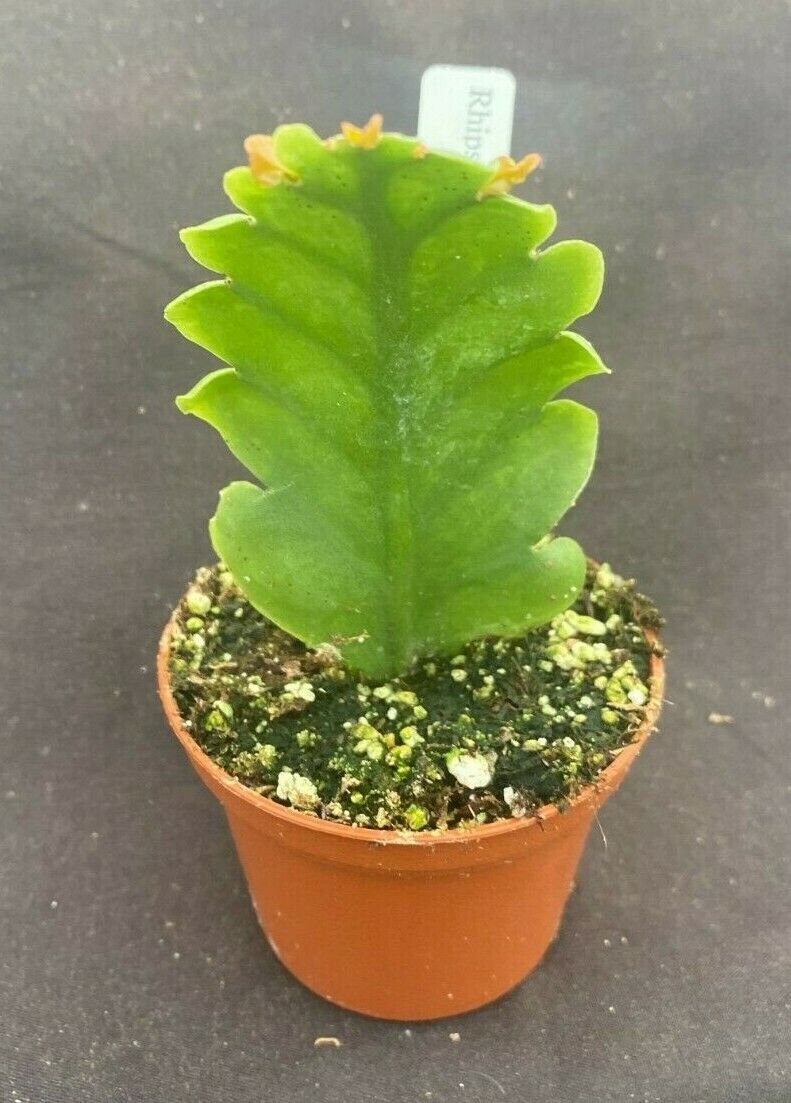 Rhipsalis Crispimarginata Aka. Rhipsalis Oblonga, Rooted Plant Shipped in  2.5" Pot - Etsy