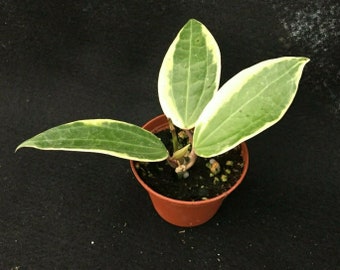 Hoya latifolia 'Albo-Marginata'  Rare Hoya, Rooted Plant Shipped in 2.5" Pot