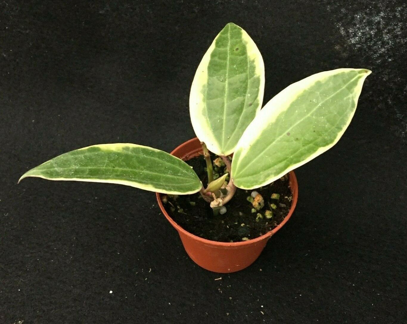 Hoya Latifolia 'albo-marginata' Rare Hoya, Rooted Plant Shipped in
