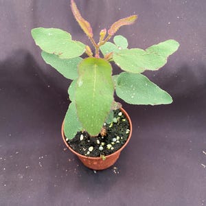 May include: A small potted plant with green, heart-shaped leaves and reddish-pink tips. The plant is in a brown plastic pot filled with dark soil and small white pebbles. The background is a dark, solid color.