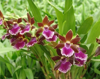 Zygopetalum Debbie De Mello 'Honolulu Baby' AM/AOS.  Fragrant, Orchid Plant Shipped in 2.5" Pot