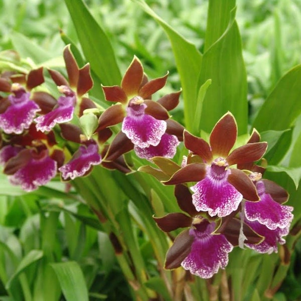 Zygopetalum Debbie De Mello 'Honolulu Baby' AM/AOS.  Fragrant, Orchid Plant Shipped in 2.5" Pot