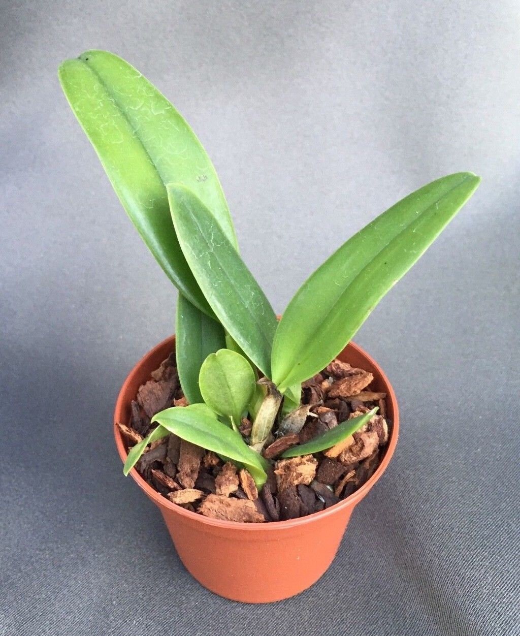 Rlc. Dick Smith 'paradise' Cattleya Orchid Plant Shipped in 2.5