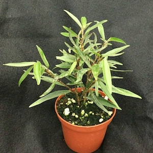 Willow Leaf Ficus,  Ficus salicifolia, Great Dwarf Tree!  Rooted Plant Shipped in 3&quot; Pot