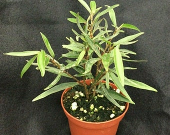 Willow Leaf Ficus,  Ficus salicifolia, Great Dwarf Tree!  Rooted Plant Shipped in 3" Pot