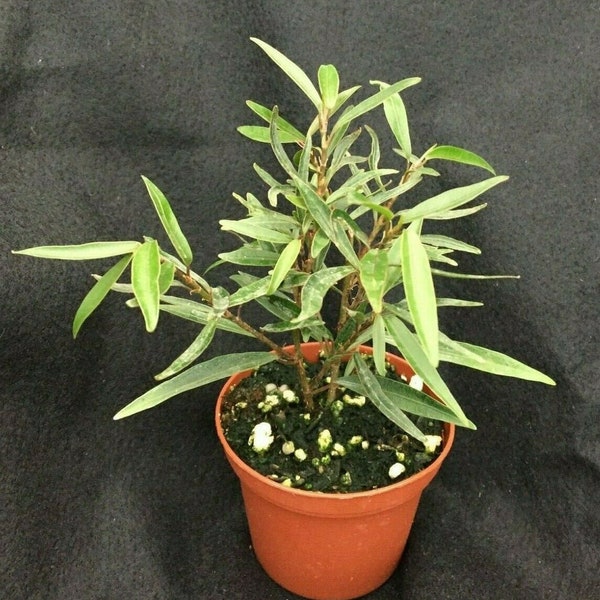 Willow Leaf Ficus,  Ficus salicifolia, Great Dwarf Tree!  Rooted Plant Shipped in 3" Pot