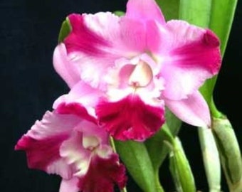 Cattleya Mini Song 'Petite', Compact Growing Fragrant Orchid Plant Shipped in 2.5" Pot