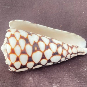 Marble Cone Seashell, Conus marmoreus image 2