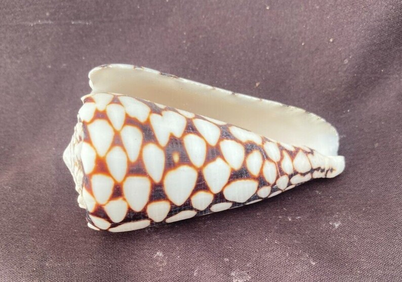 Marble Cone Seashell, Conus marmoreus image 2