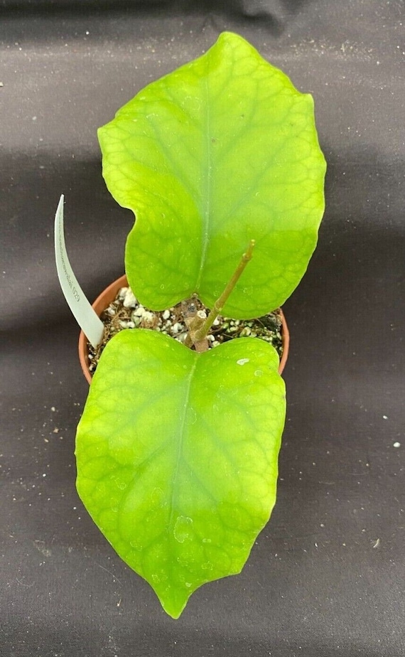 Hoya patcharawalai 029, Rare Hoya, Rooted Plant Shipped in 2.5