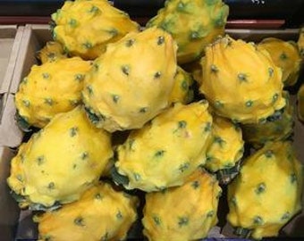 Yellow Dragon Fruit Plant,  Selenicereus megalanthus.  Rooted Plant Shipped in 3" Pot