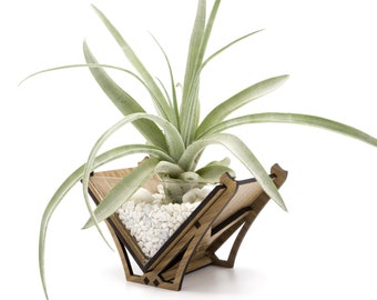 Laser Cut Wood Air Plant Holder – Modern Geometric Terrarium Decor