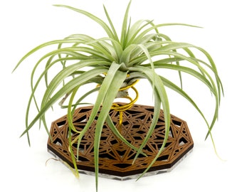 Air Plant Holder - Desktop Planter / Unique Plant Display Stand // Geometric Modern Wood Home Decor Table Shelf Desk Plant Lover Gift Idea