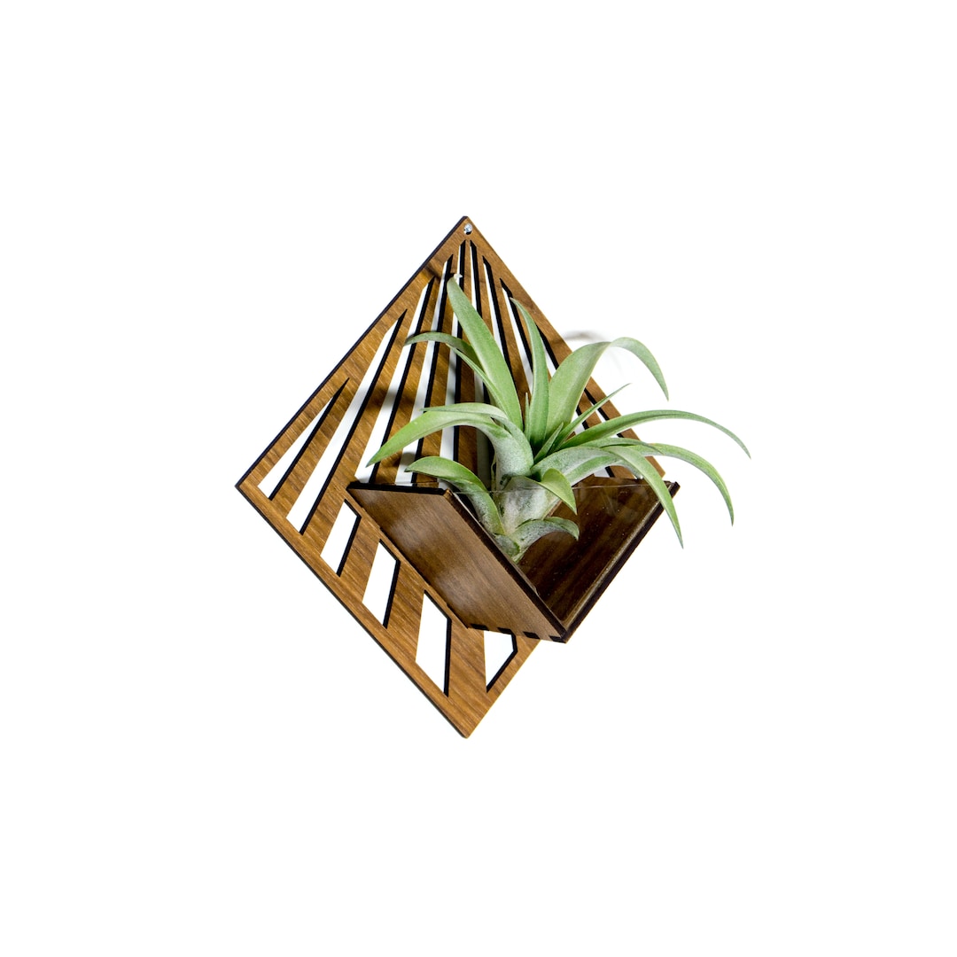 Air Plant Holder - Wall Hanging Planter - Mounted Plant Hanger Display ...