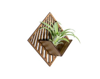 Air Plant Holder - Wall Hanging Planter - Mounted Plant Hanger Display / Handmade Wood Home Decor Plant Lover Gift Idea Wall Art Tillandsia