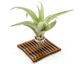 Air Plant Holder - Desktop Planter / Unique Plant Display Stand // Minimal Modern Wood Home Decor Table Shelf Desk Plant Lover Gift Idea Art