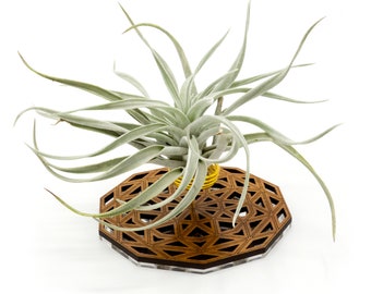 Air Plant Holder - Desktop Planter / Unique Plant Display Stand // Geometric Modern Wood Home Decor Table Shelf Desk Plant Lover Gift Idea