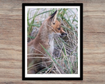 Wildlife Art Photography, Jersey Shore Art Photography, Fox Art Photography, Photography Prints, Art Prints, Wall Art Photography