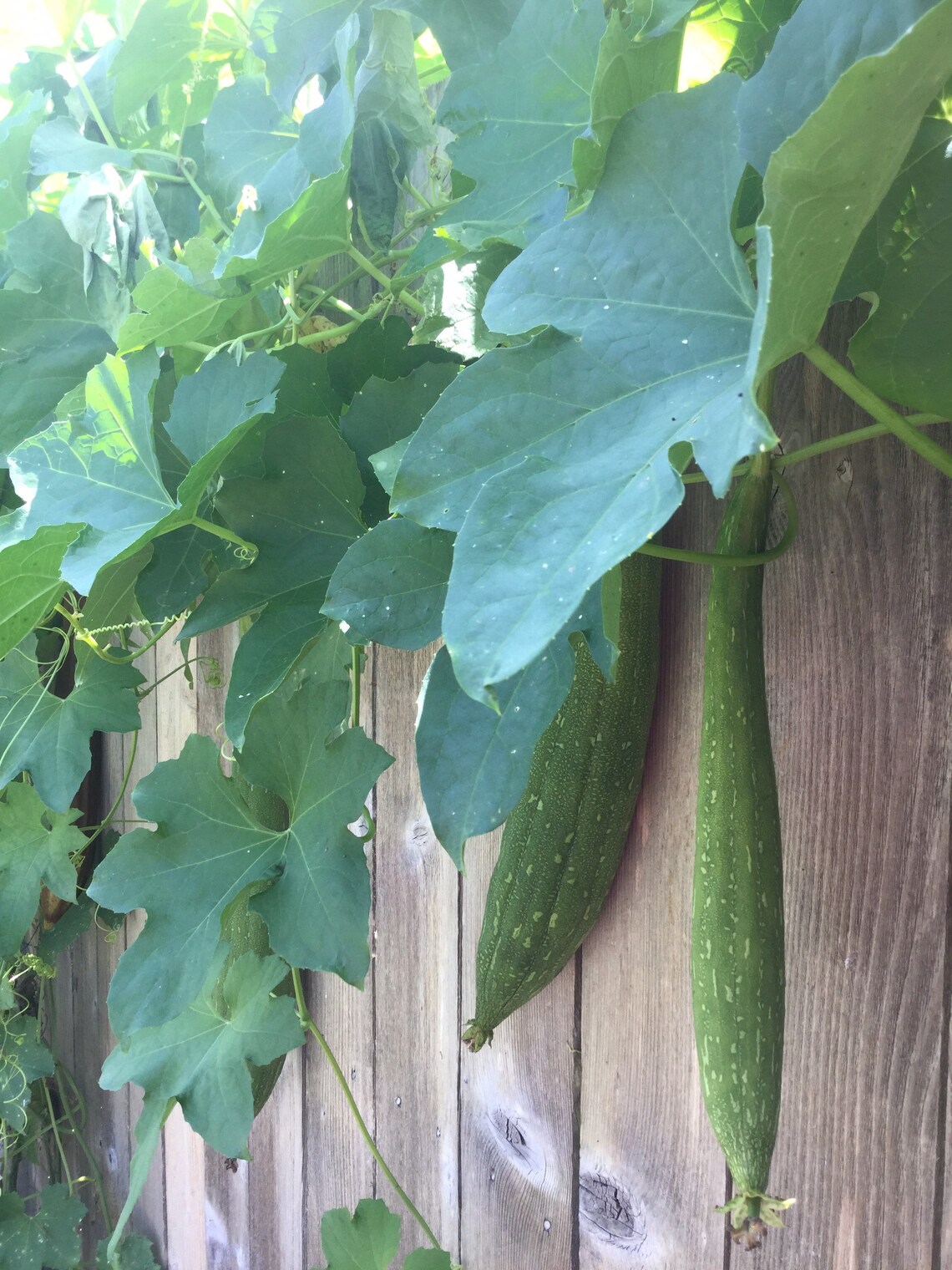 Organic Loofah Seeds Spring Sale Plant Now Etsy