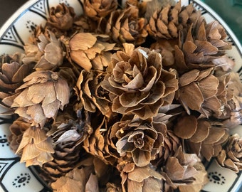 Mini pine/conifer cones 1 Oz.