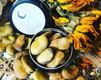 MOJO BÖNOR (Vicia faba) ekologiska/rättvisemärkta - önskebönor i burk på 28 g (7 bönor)