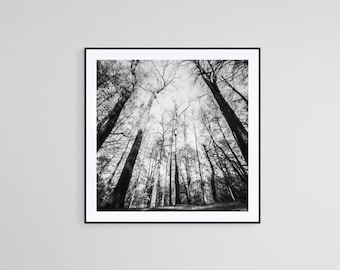 Impressão monocromática de floresta, fotografia pinhole, pôster de natureza em preto e branco