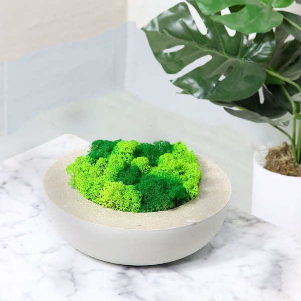 Moos Schale Beton Design 001 Islandmoos Moss Bowl Betonschale Moosschale