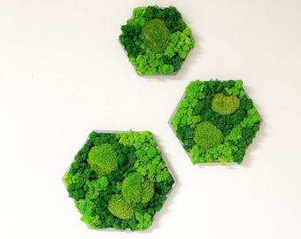 Moosbild Farbkombi Islandmoos & Ballenmoos Hexagon mit Holz Rahmen