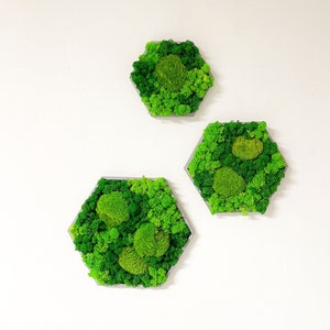 Moss picture color combination hexagon with wooden frame variety reindeer moss ball moss