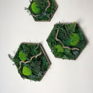 Puede incluir: Tres piezas de decoración de pared hexagonales con marco de madera y diseño de musgo verde y vegetación. Cada pieza presenta una pequeña bola de musgo y una rama.