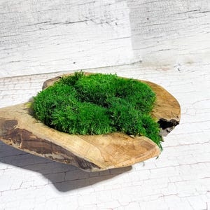 Op de afbeelding: Een houten kom met een natuurlijke, rustieke afwerking, gevuld met een bed van levendig groen mos. De kom is halfrond en heeft een ruw, getextureerd oppervlak.