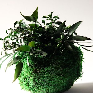 Kokedama &quot;Konoha no mori&quot; Moosball Mooskugel mit Pflanzen