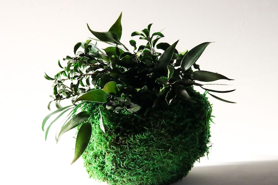 Kokedama "konoha No Mori" Moss Ball Moss Ball With Plants - Etsy