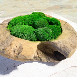 Op de afbeelding: Een houten kom met een natuurlijke, rustieke afwerking, gevuld met geconserveerd groen mos. De kom is gemaakt van één stuk hout en heeft een unieke, organische vorm.